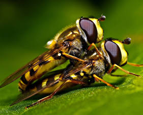 Bilder Insekten Bienen Zwei