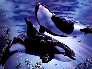Fondos de escritorio Orcas animales