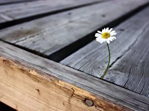 Photo Matricaria Wood planks flower