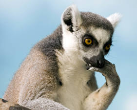 Hintergrundbilder Lemuren ein Tier