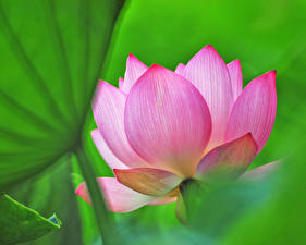 Bureaubladachtergronden Lotusbloem Bloemen