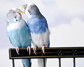 Papel de Parede Desktop Aves Papagaios Cor de fundo um animal