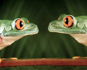 Photo Frogs Animals