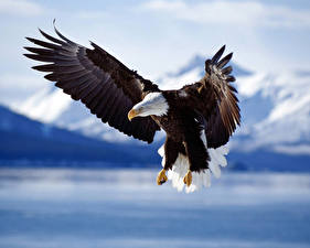 Wallpaper Bird Eagle animal