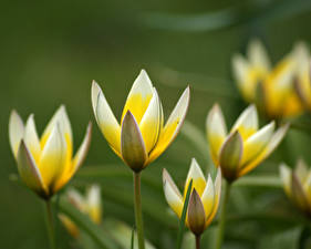 Hintergrundbilder Seerosen Blumen