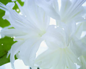 Tapety na pulpit Lilie Zbliżenie Biały Kwiaty