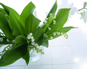 Photo Lilies of the valley Foliage