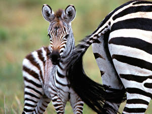 Bureaubladachtergronden Zebra's Dieren