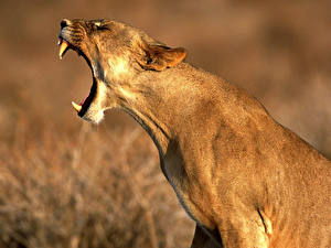Pictures Big cats Lions Lioness animal