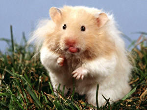 Hintergrundbilder Nagetiere Hamster ein Tier