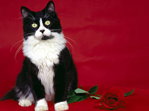 Картинки Кошка Розы Красный фон животное