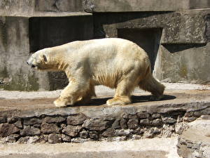 Bilder Bären Eisbär