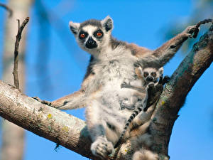 Hintergrundbilder Lemuren ein Tier