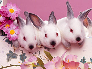 Wallpapers Rodents Hares animal