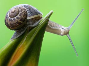 Image Snails Colored background Animals