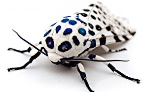 Fondos de escritorio Insectos Coleoptera El fondo blanco un animal