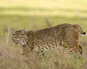 Fondos de escritorio Grandes felinos Lynx