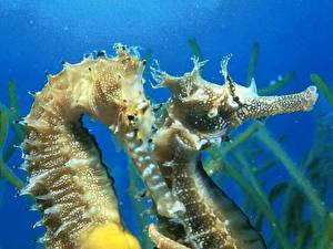 Fondos de escritorio Mundo submarino Caballitos de mar un animal
