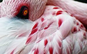 Papel de Parede Desktop Pássaros Flamingos