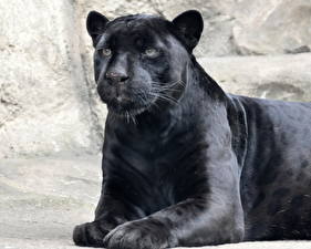 Bilder Große Katze Schwarzer Panther