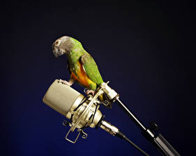 Фотография Птица Попугаи Цветной фон Микрофоном Животные