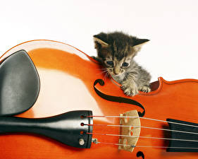 Picture Cat Violin Kitty cat White background animal