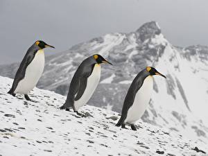 Fondos de escritorio Pingüinos