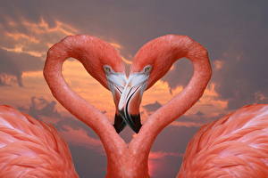 Bakgrundsbilder på skrivbordet Fågel Flamingo