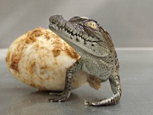 Papel de Parede Desktop Crocodilos Ovos um animal