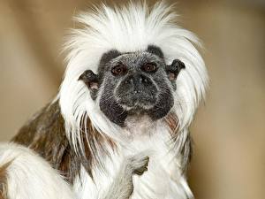 Pictures Monkeys Colored background animal