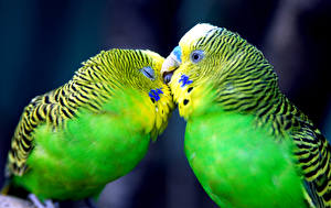 Bilder Vögel Papageien