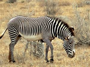 Pictures Zebras Animals