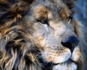 Fonds d'écran Fauve Lions Dessiné Animaux
