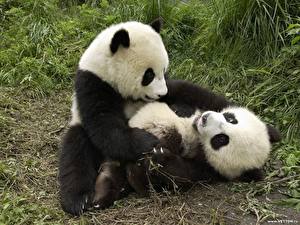 Tapety na pulpit Niedźwiedzie Panda wielka Zwierzęta