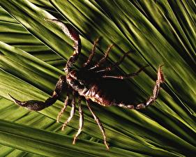 Tapety na pulpit Insekty Skorpion