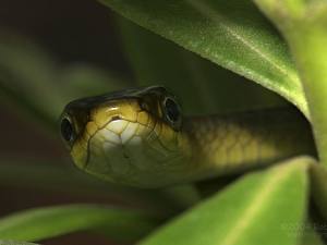 Bilder Schlangen