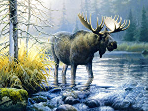 Pictures Moose Animals