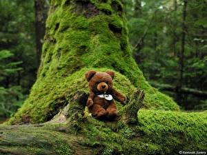 Pictures Toys Teddy bear Moss