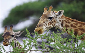 Desktop hintergrundbilder Giraffen ein Tier