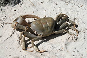 Bureaubladachtergronden Geleedpotigen Krabben - Dieren