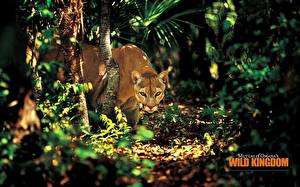 Bakgrunnsbilder Store kattedyr Puma Dyr