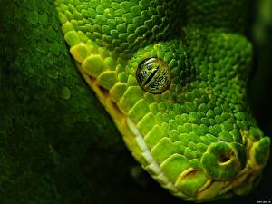 Fondos de escritorio Serpientes Animalia