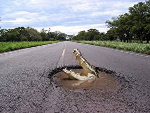 Wallpapers Crocodiles Roads Asphalt funny