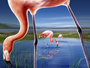Wallpapers Bird Flamingo Animals
