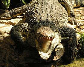 Bureaubladachtergronden Krokodillen Dieren