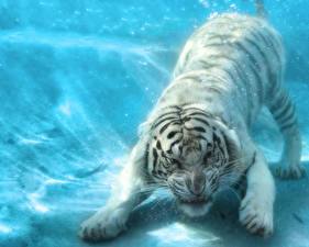 Tapety na pulpit Wielkie koty Tygrysy Rysowane Woda zwierzę