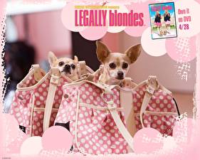 Bureaubladachtergronden Legally Blondes Chihuahua Films