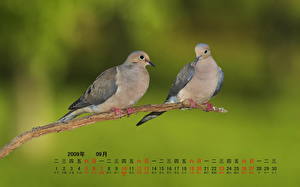 Hintergrundbilder Vogel Feldtauben Tiere