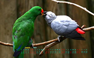 Images Birds Parrot