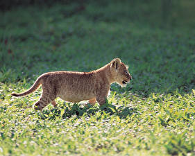 Bakgrunnsbilder Store kattedyr Løver Ung Dyr